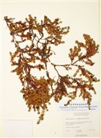 藏品(兩生岩高蘭)的圖片